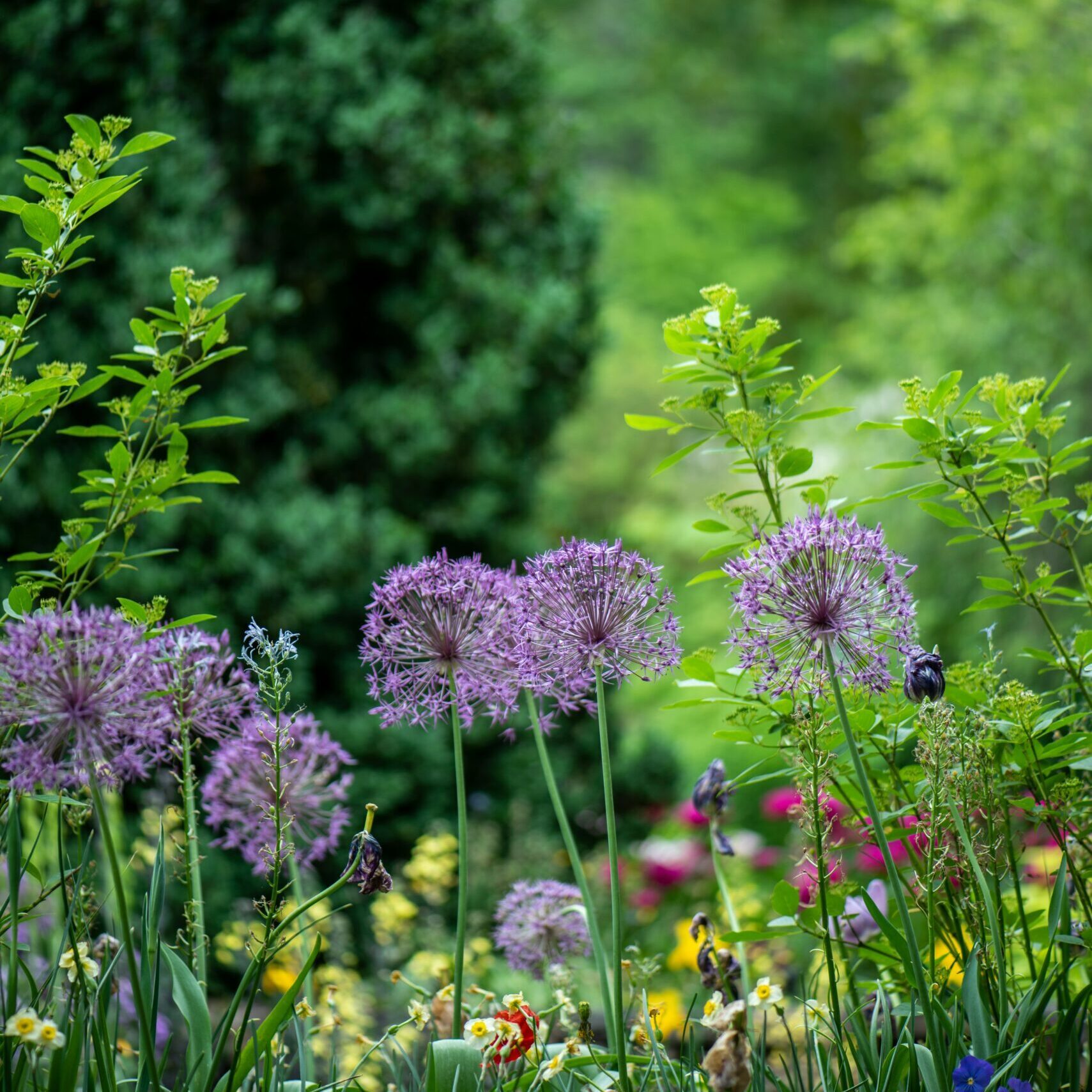 Tuin